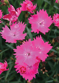 Dianthus 'Witch Doctor'